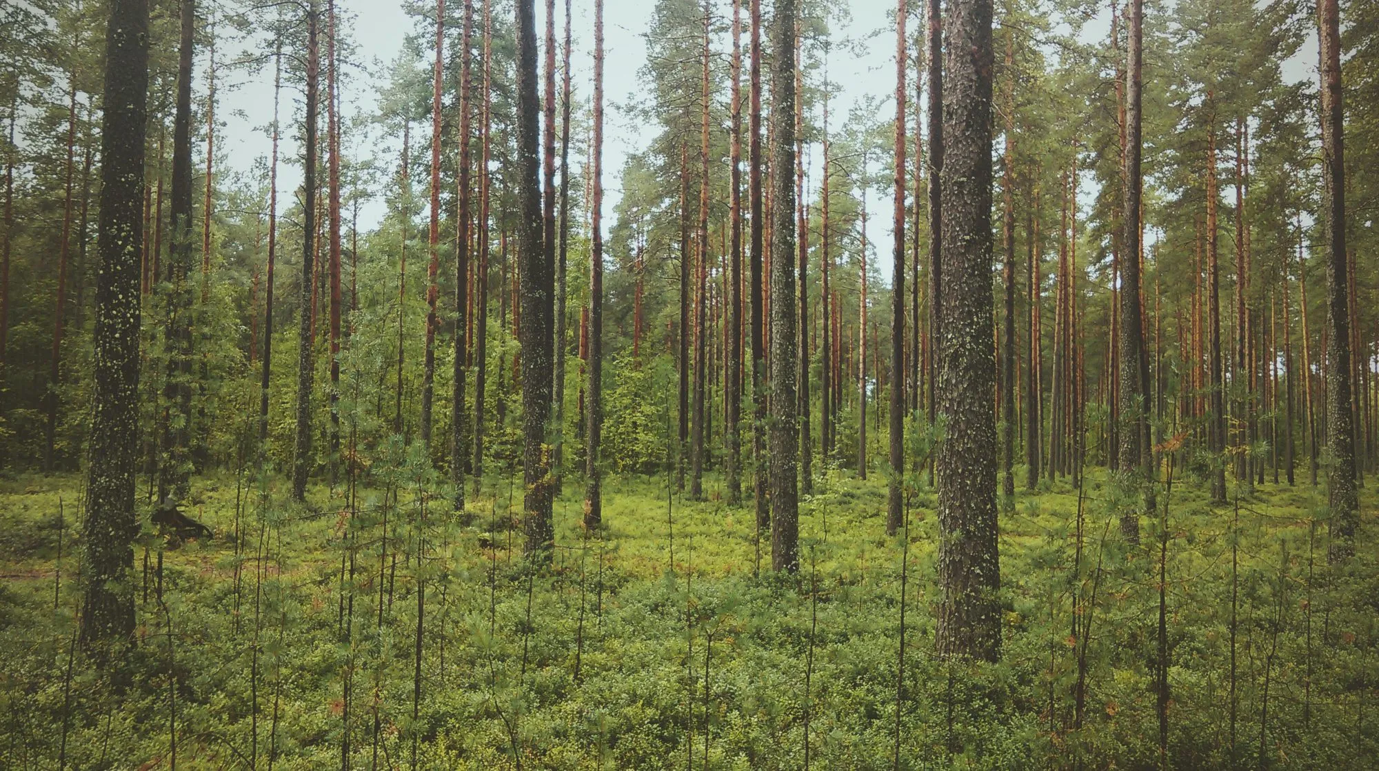 A stand of pine trunks rising from low green undergrowth