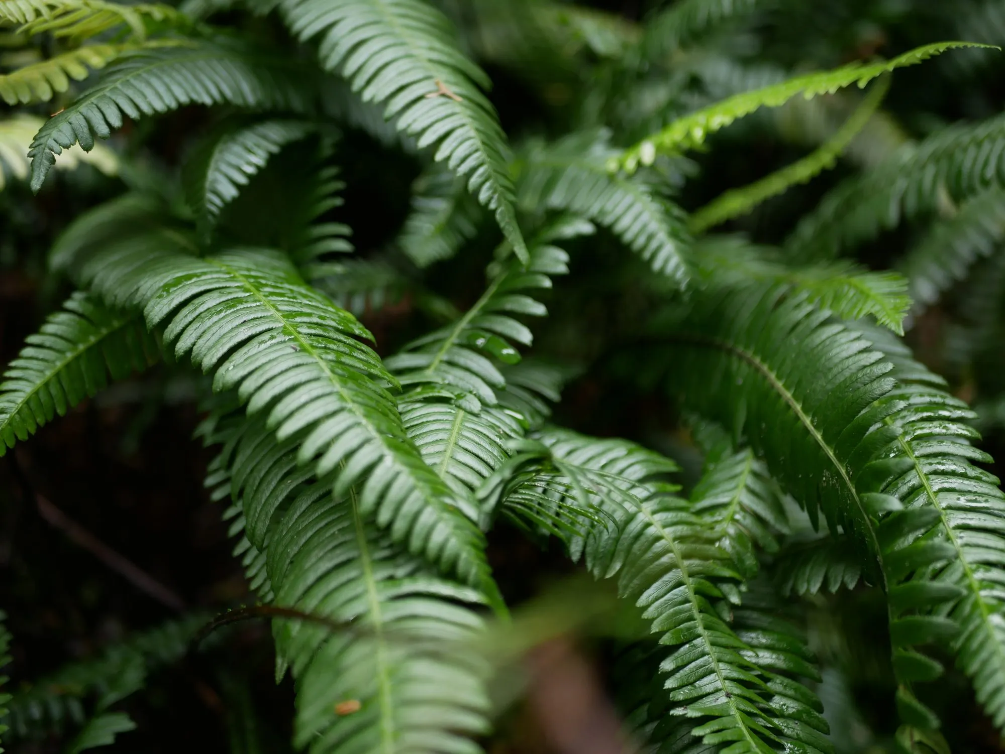 Deer fern fronds overlapping in a wet coastal rainforest