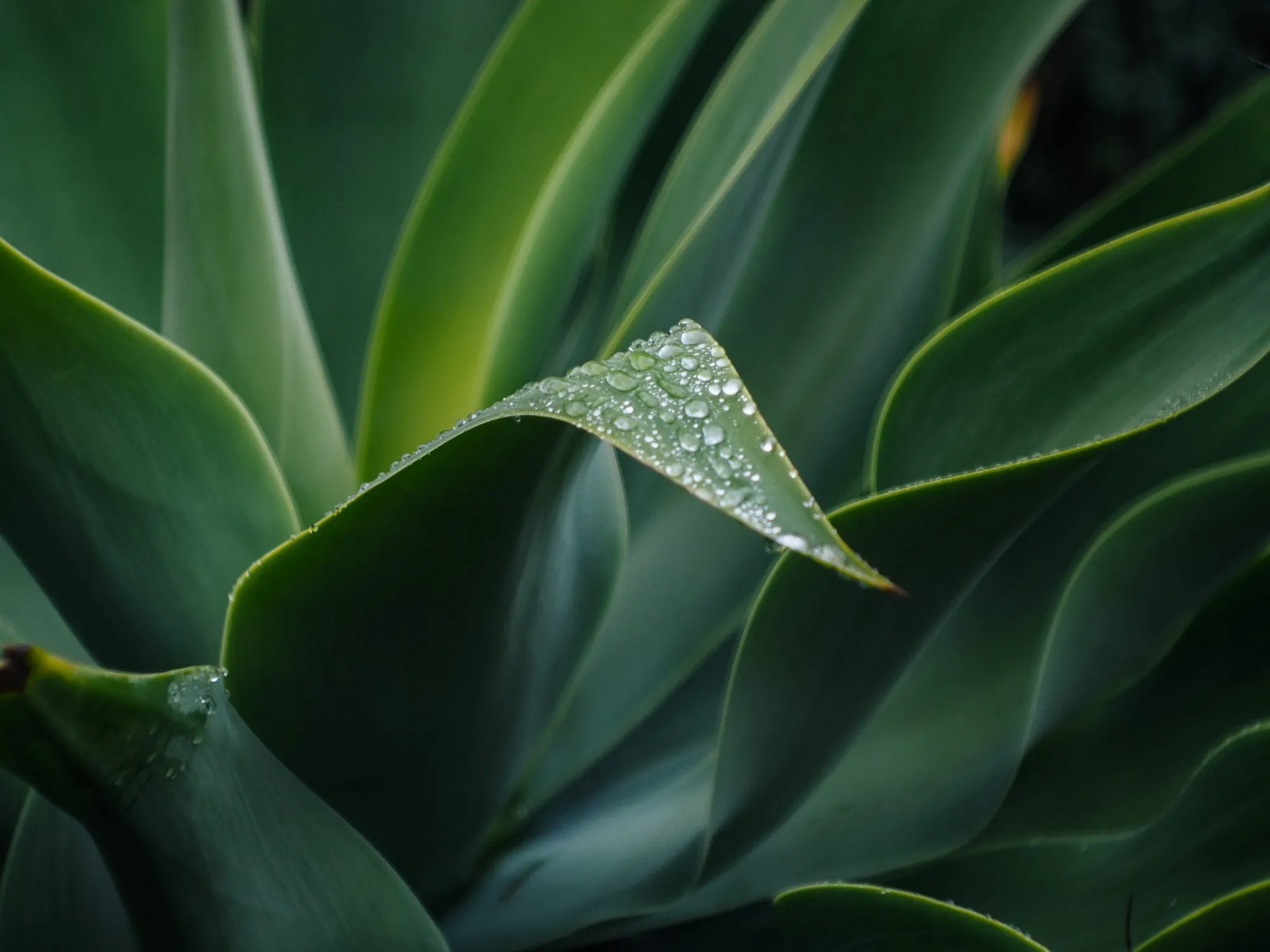 Dew beaded along the curled tip of an agave leaf