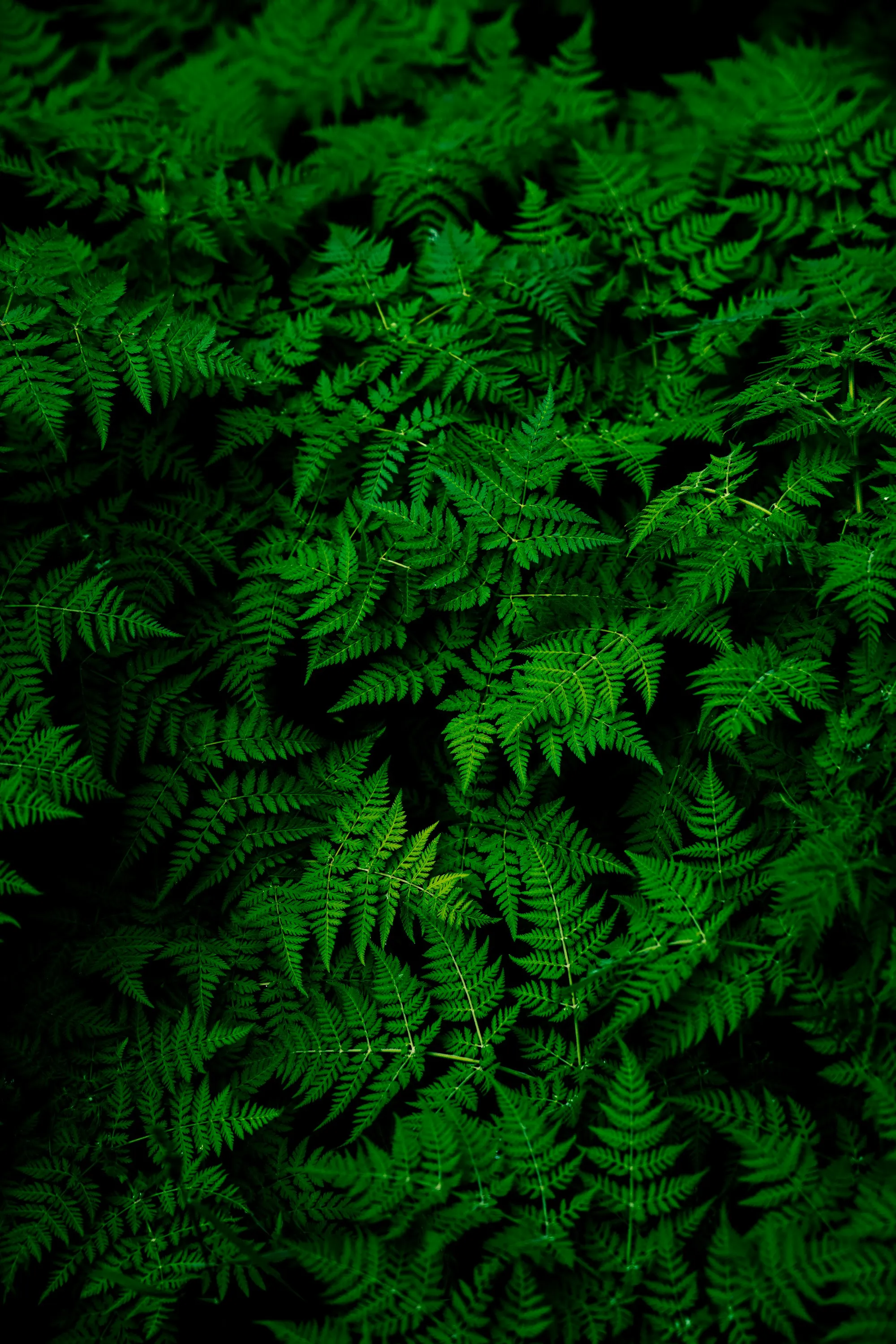 Dense green ferns layered in a shaded forest