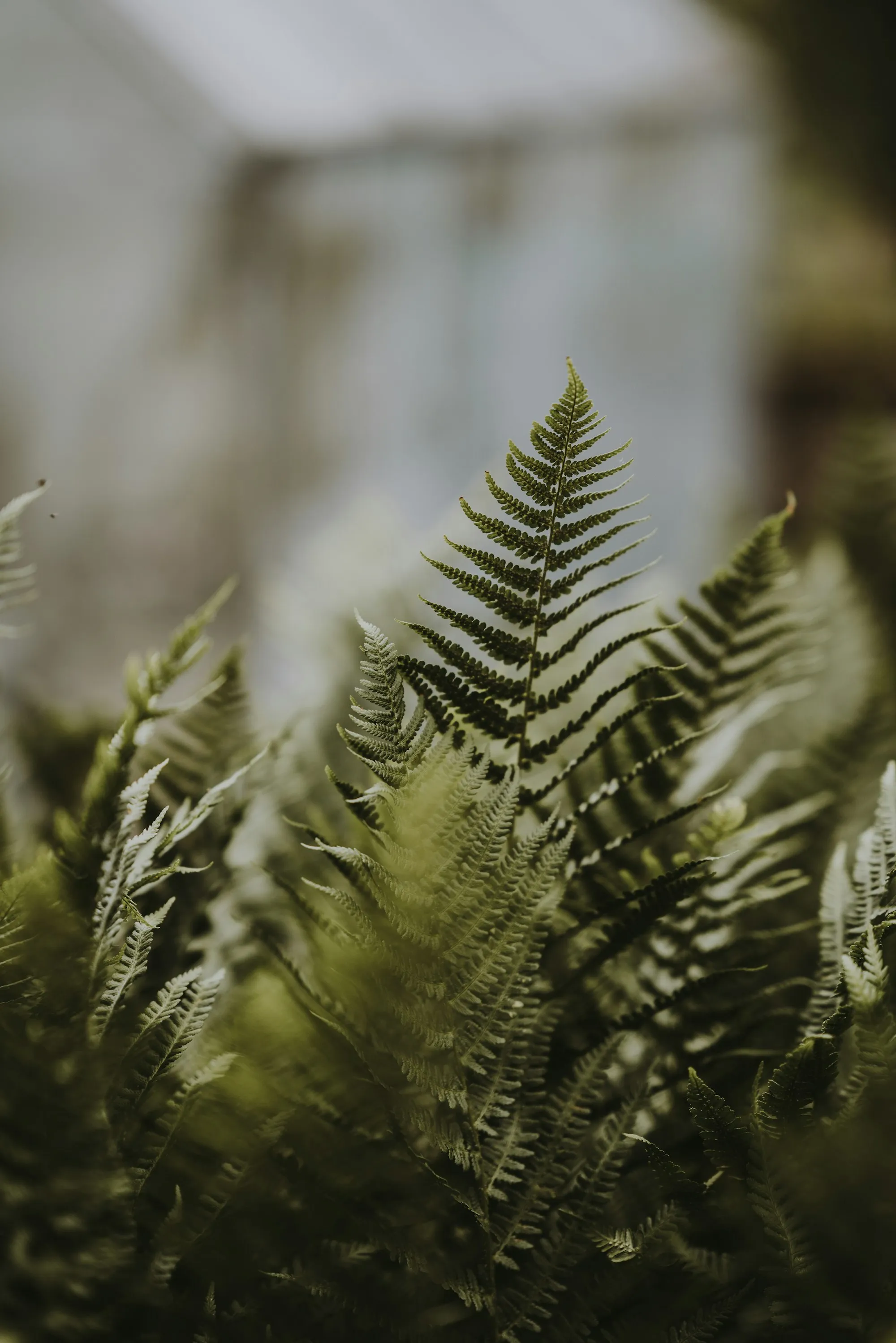 A fern frond in soft, hazy light