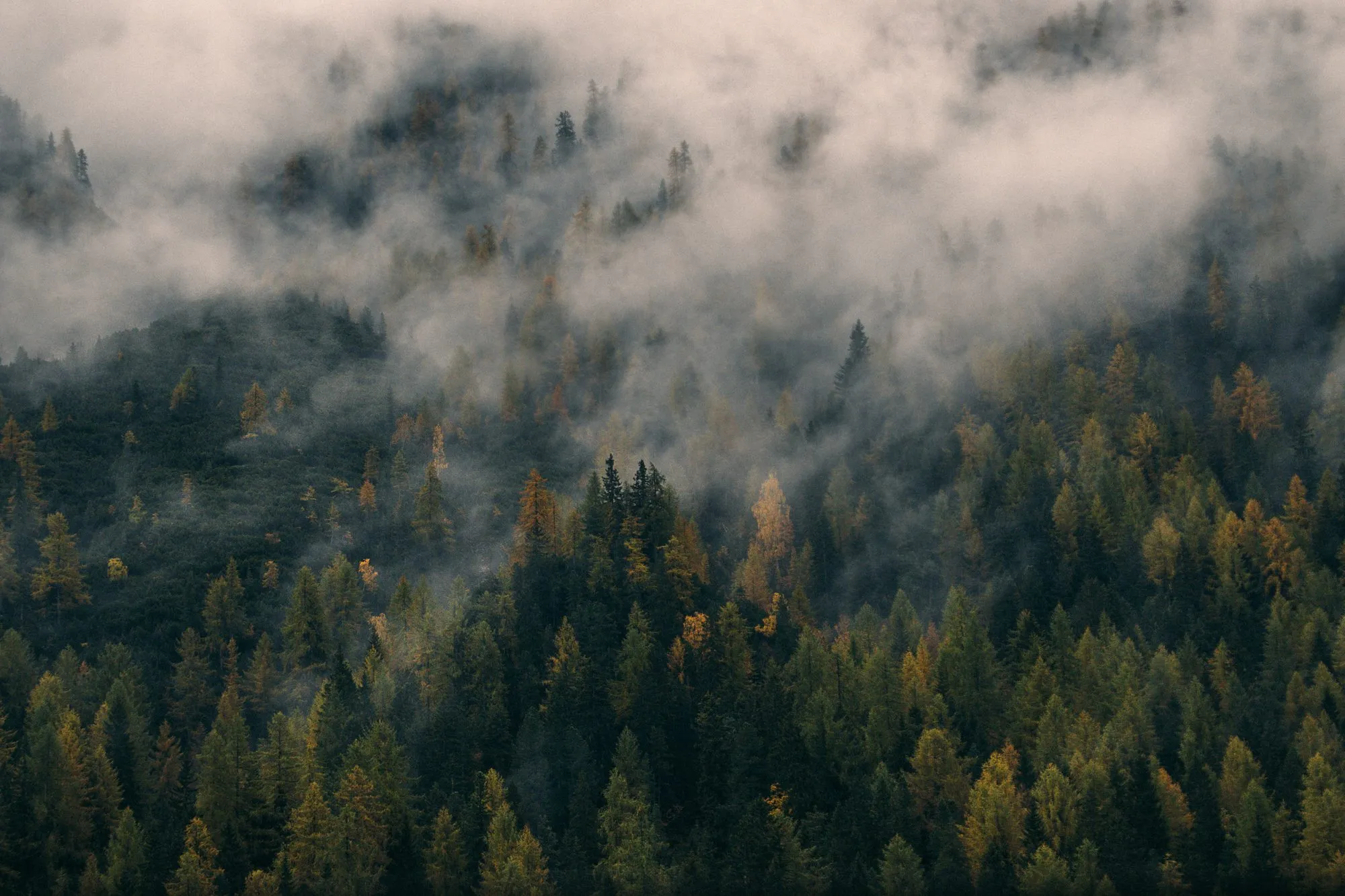 Low cloud drifting through a hillside of pine and larch