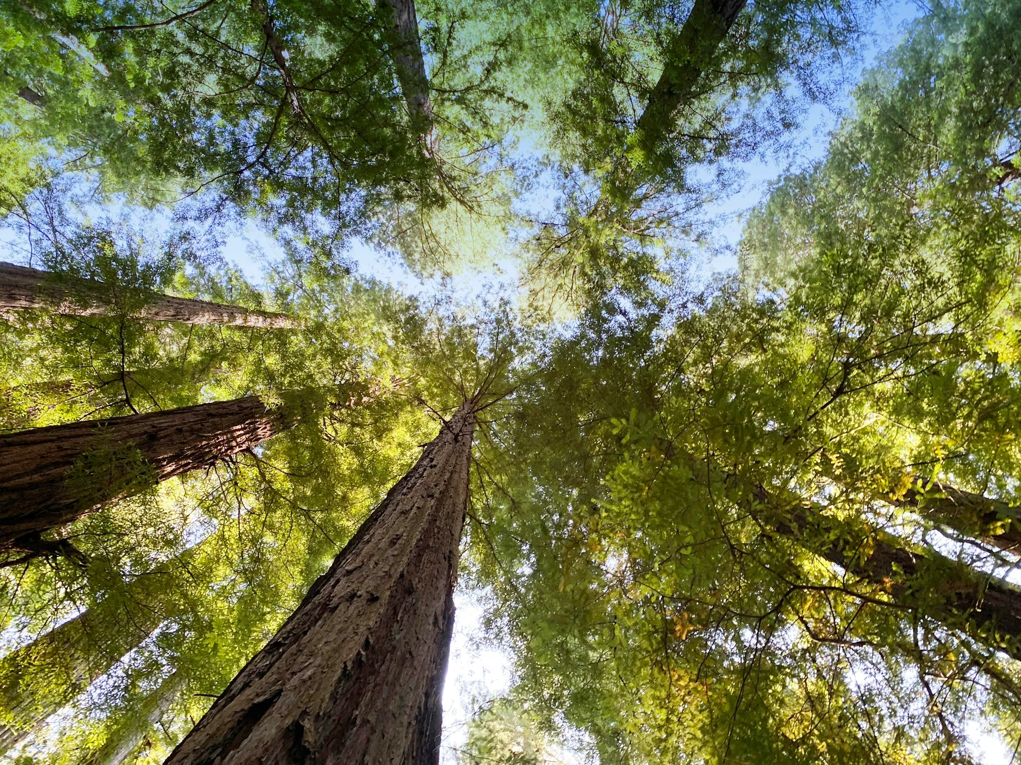 Looking up the trunks of tall trees toward a sunlit canopy