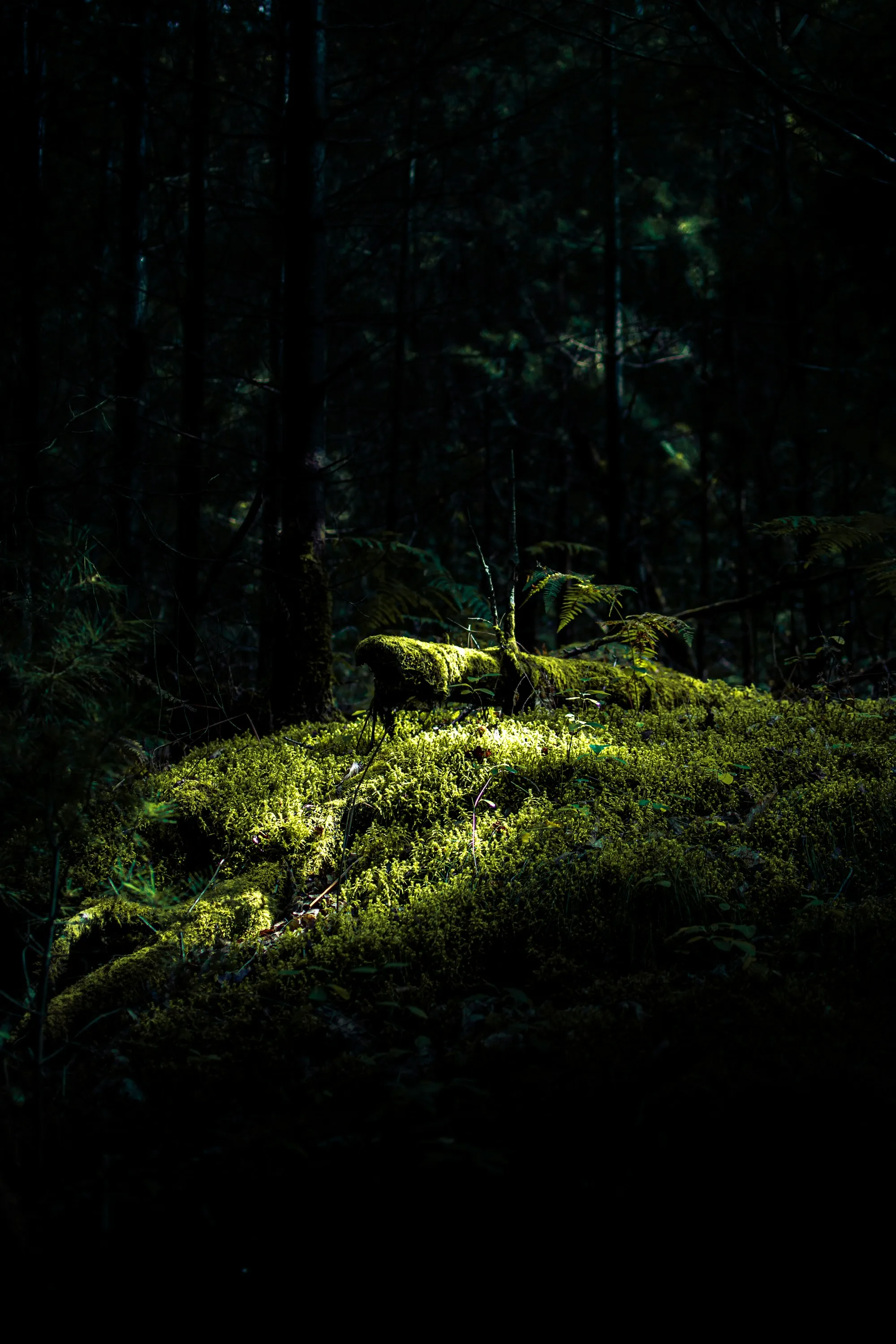 Moss and ferns on a shaded forest floor