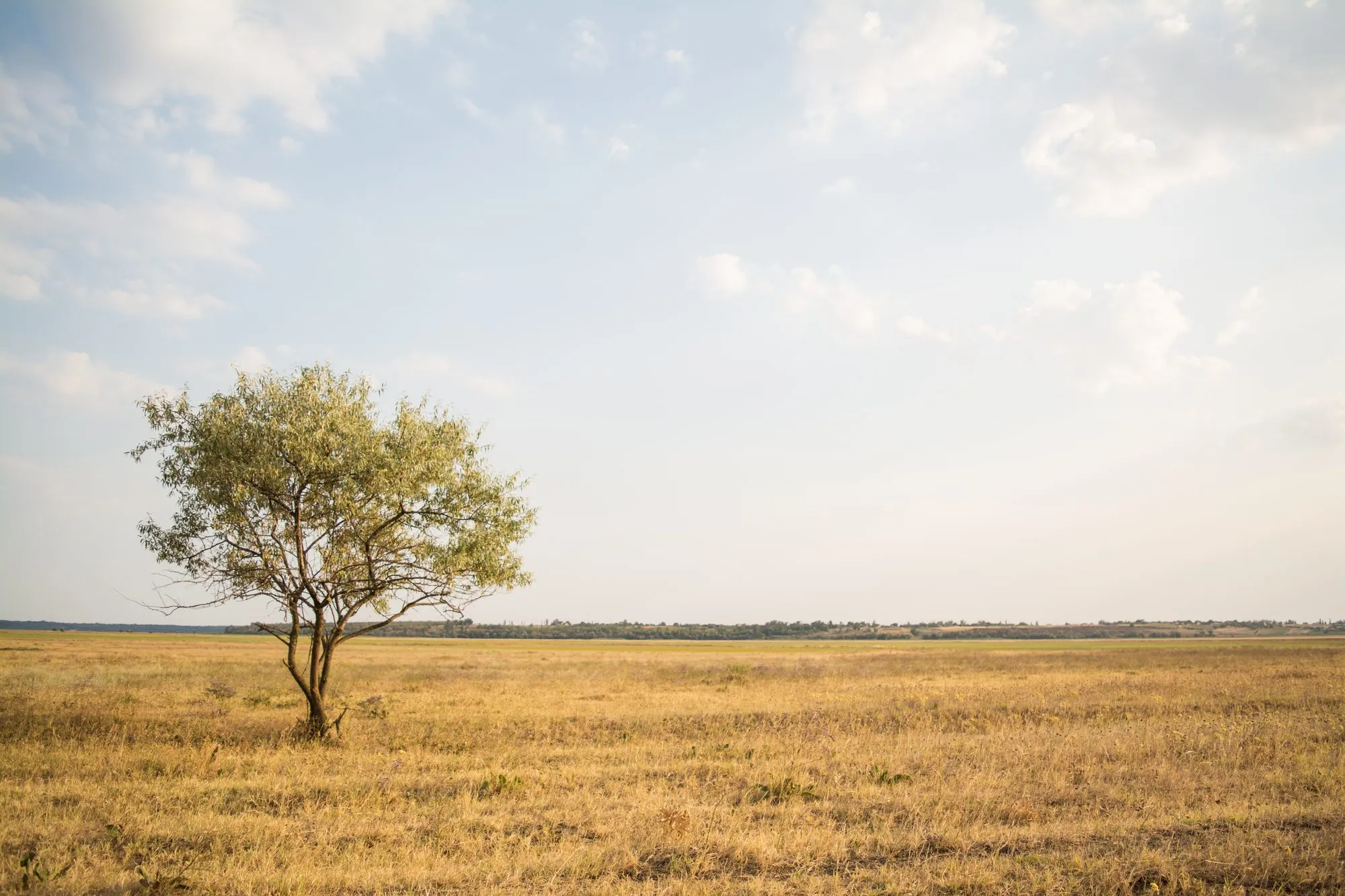 A single tree standing in open grassland under a wide pale sky