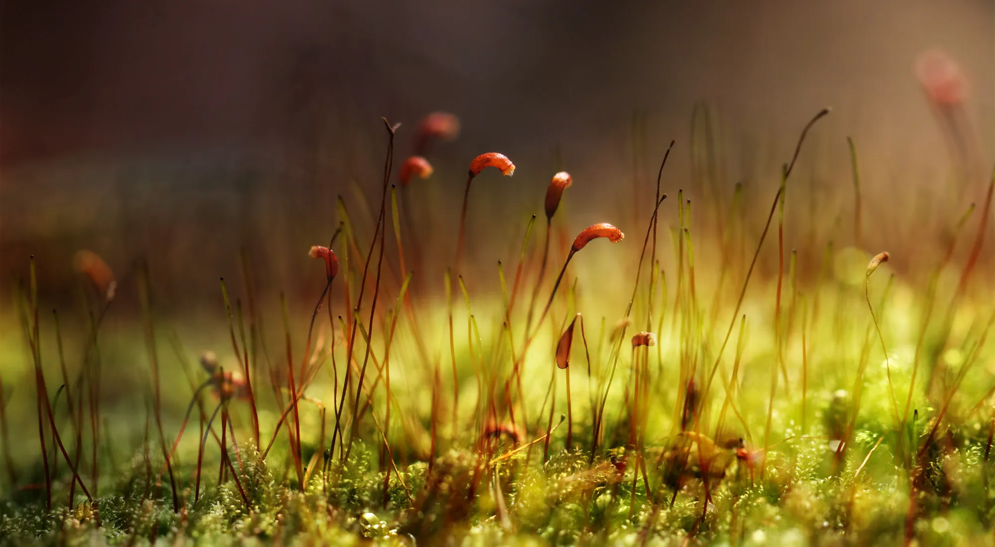 Moss sporophytes on slender red stalks, lit low and warm from behind