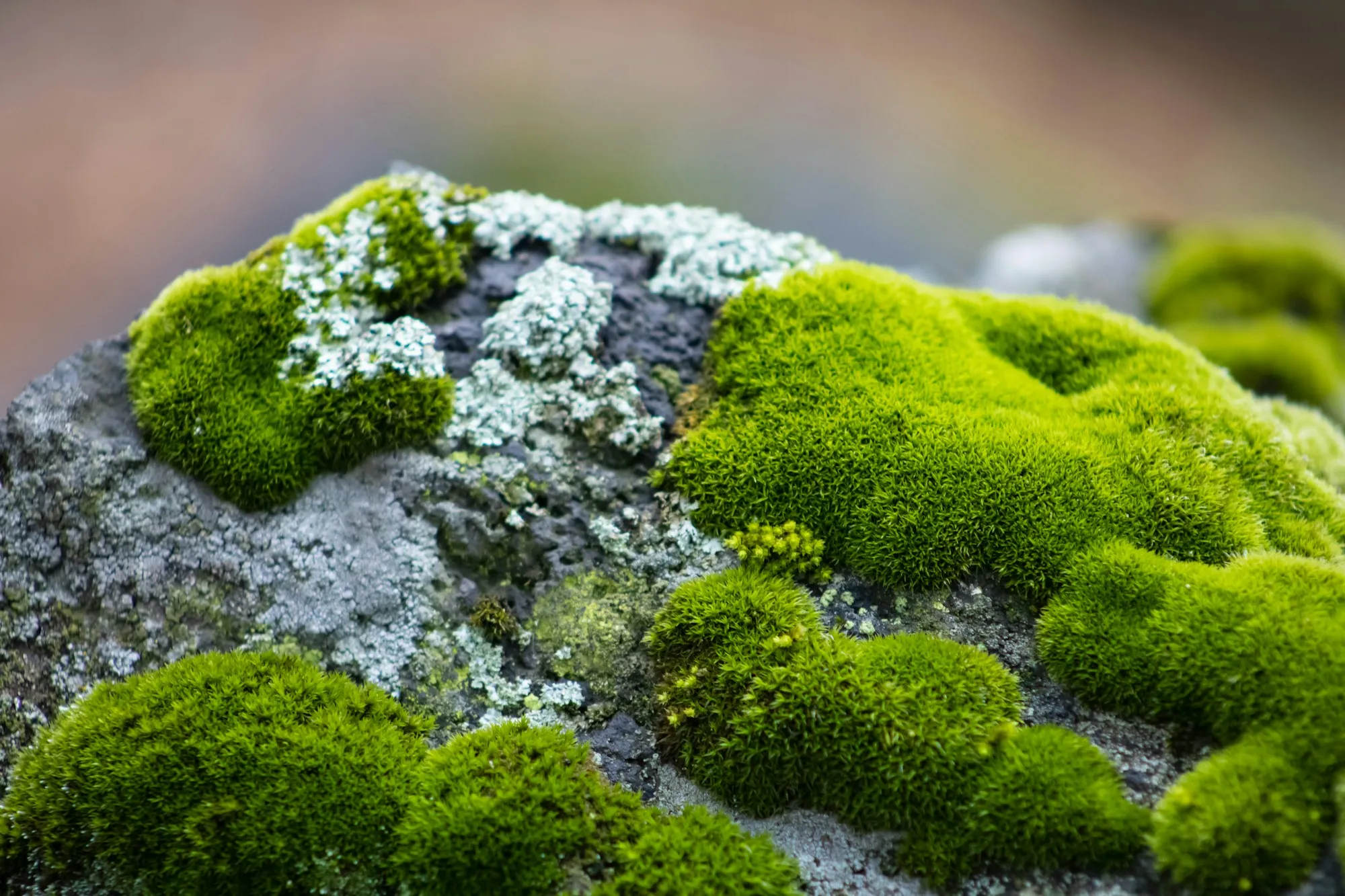 Moss and pale lichen spreading across stones