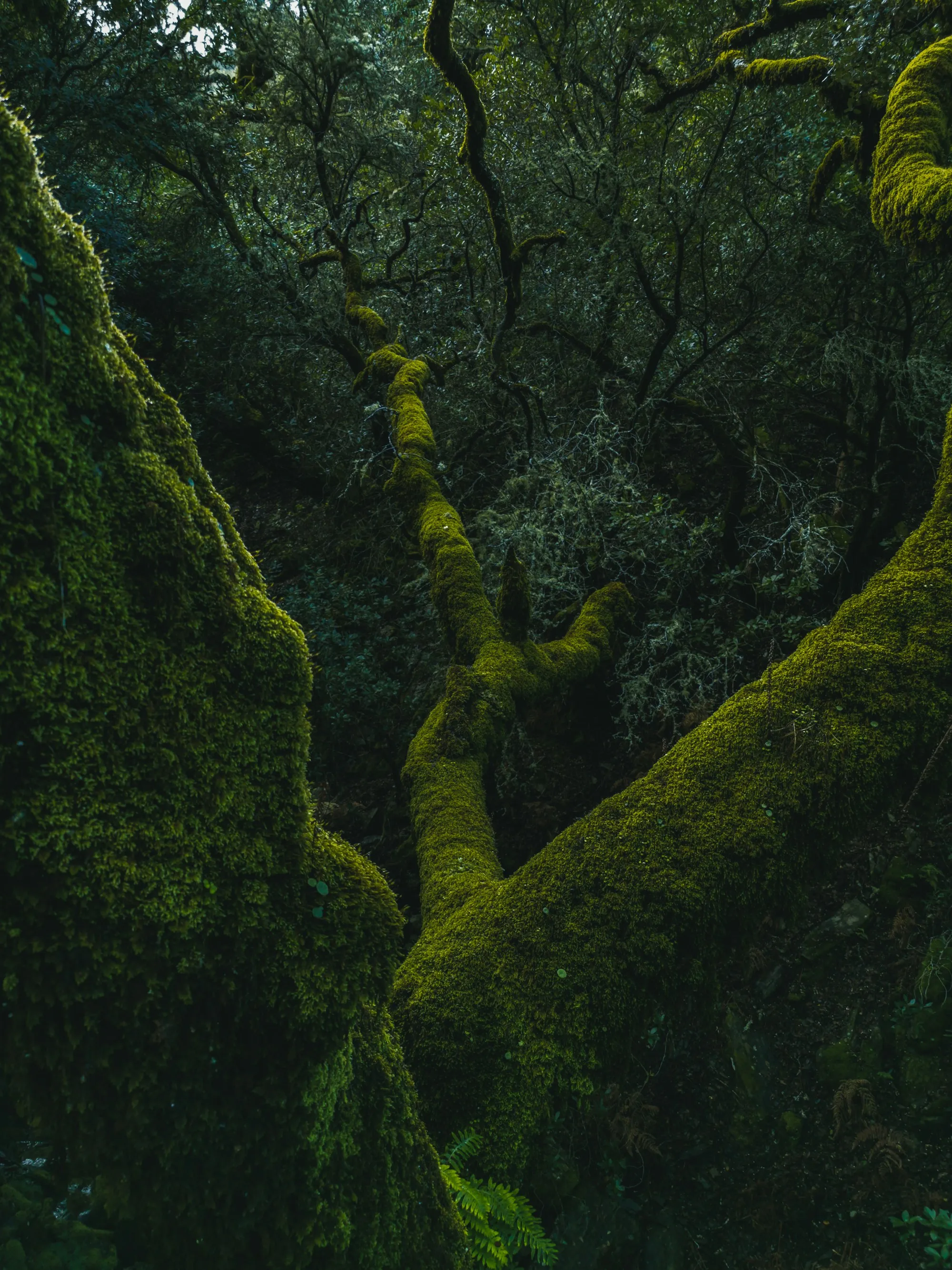 Moss-covered branches winding through a dark forest