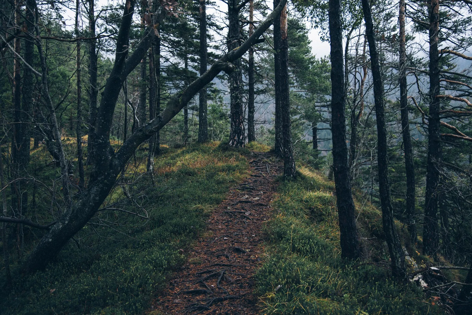 A woodland path crossed by exposed tree roots, running between pines