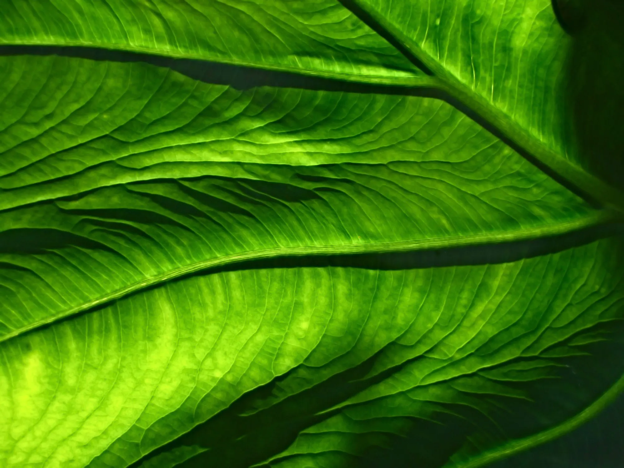 Light coming through a green leaf, showing the veins running through it