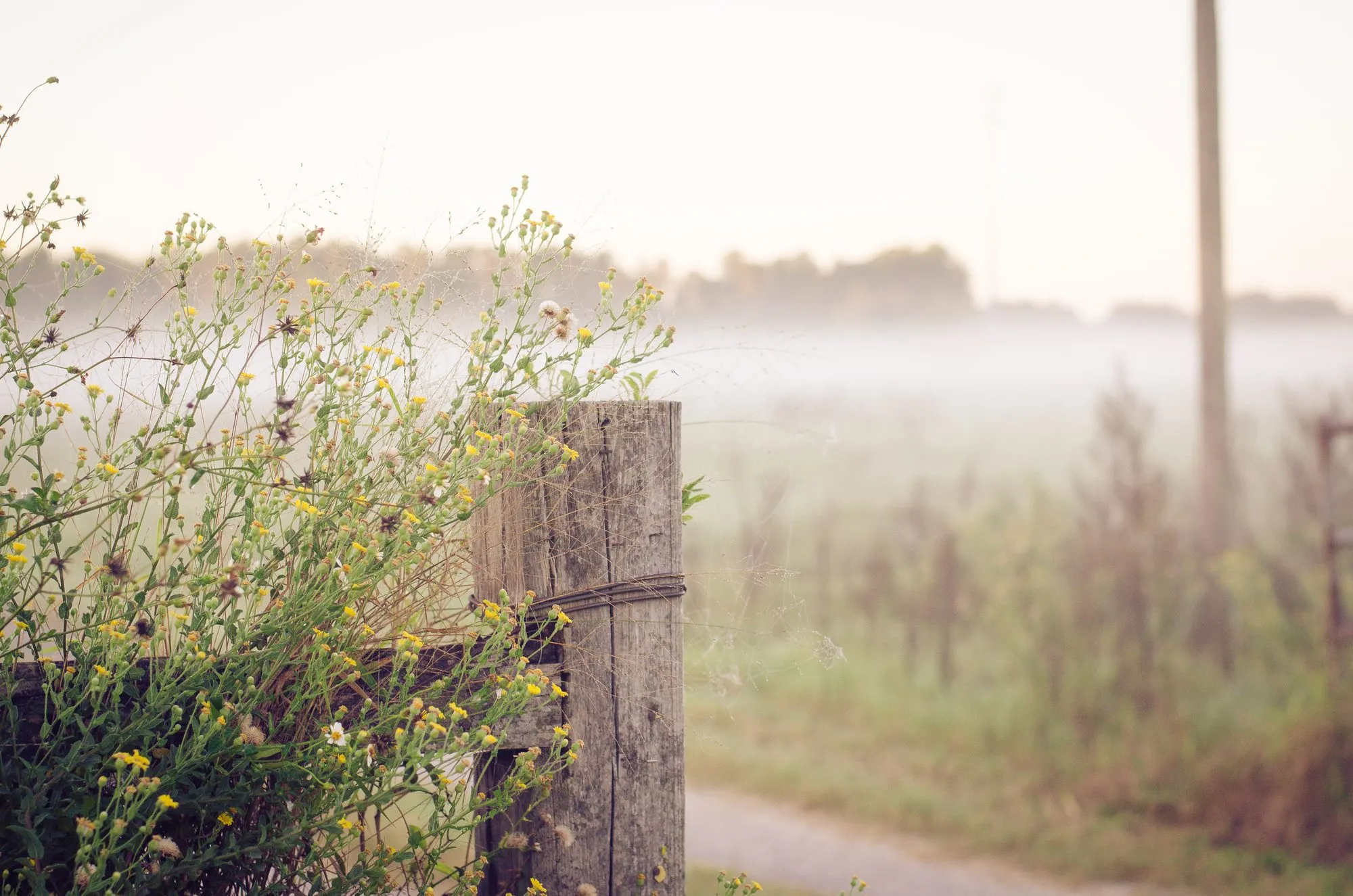 Yellow and white wildflowers growing along a fence post in morning mist